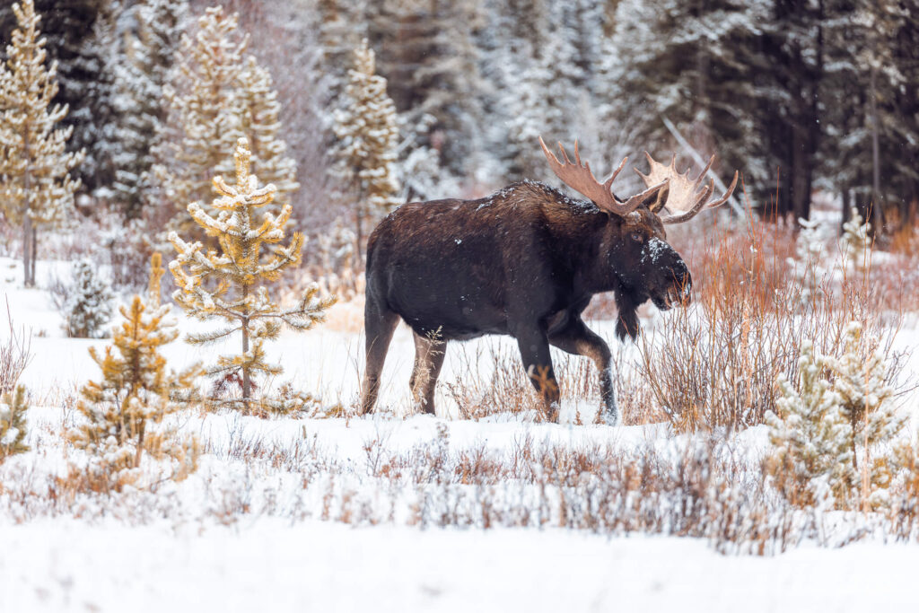 A bull moose wades through snowpack in Yellowstone National Park's Northern Range as seen by guests on tour with Yellowstone Wild Tours during a winter photo package.