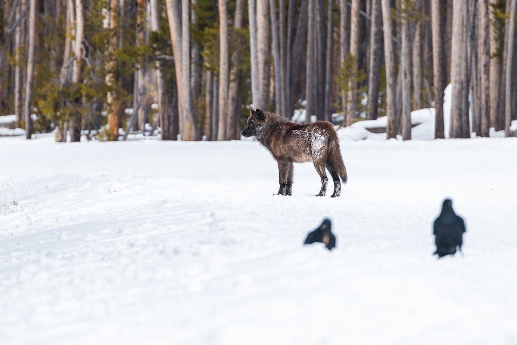 A lone wolf waits for its sibling in Yellowstone National Park as witnessed by guests on tour with Yellowstone Wild during a winter photo package.