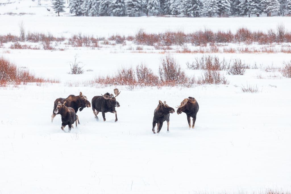 Bull moose are among many wild animals visible on tour with Yellowstone Wild Tours in Yellowstone National Park.