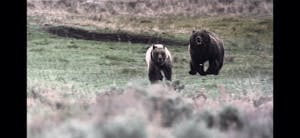A sow grizzly bear chases a cub in Yellowstone National Park as witnessed by guests on tour with Yellowstone Wild Tours.