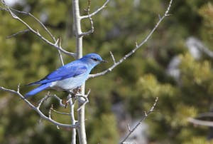 A mountain bluebird perches on a limb in Yellowstone National Park.
