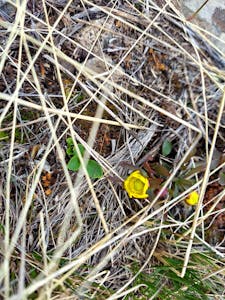 Buttercups bloom in springtime in the Northern Range of Yellowstone National Park.
