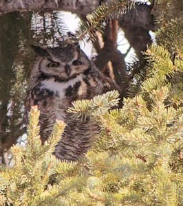 Yellowstone Wild guests sometimes see owls while on tour in Yellowstone National Park.