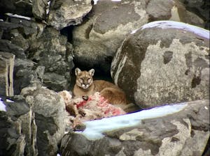 Mountain lions and other predators are among wildlife viewed on tour with Yellowstone Wild Tours in Yellowstone National Park.