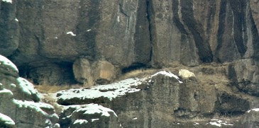 Mountain lions and other predators are among wildlife viewed on tour with Yellowstone Wild Tours in Yellowstone National Park.