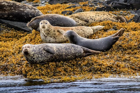 Harbor seals on an exposed rock.