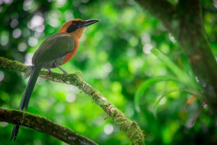 About | Natura Eco Park Costa Rica