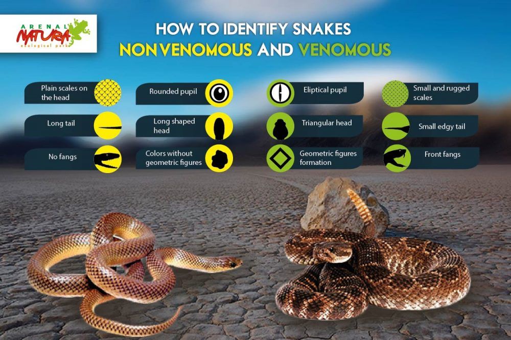 Snakes From Costa Rica, How To Identify The Poisonous? | Natura Eco