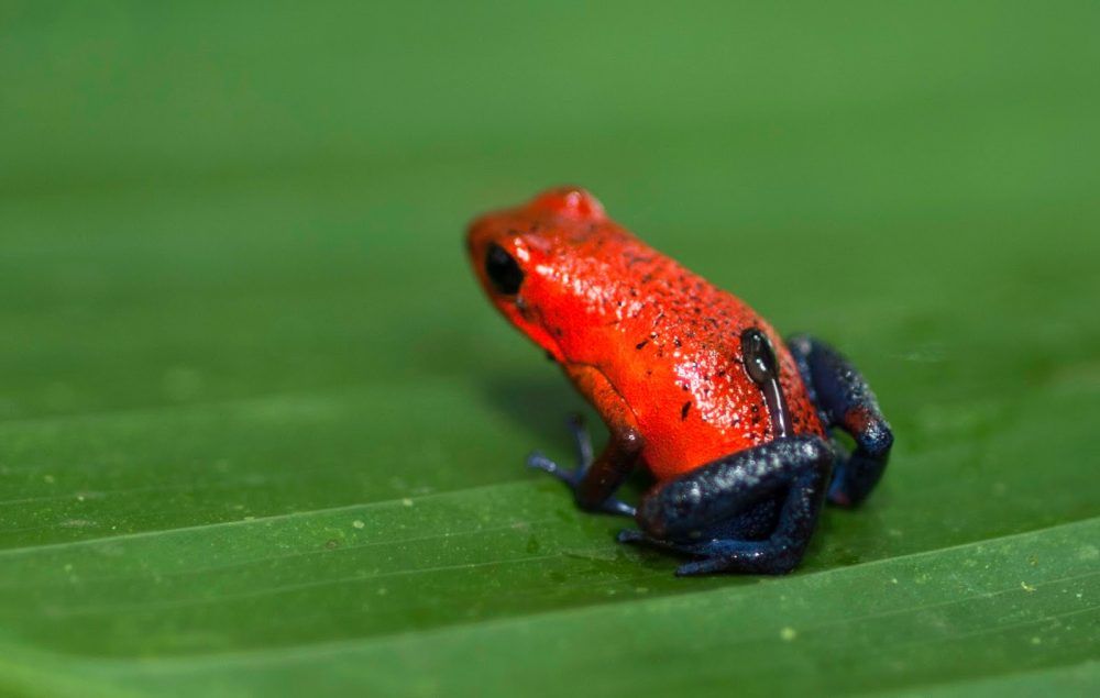 Meet The Costa Rica’s Poisonous Frogs! | Natura Eco Park Costa Rica