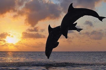 a bird flying over the ocean with a sunset in the background