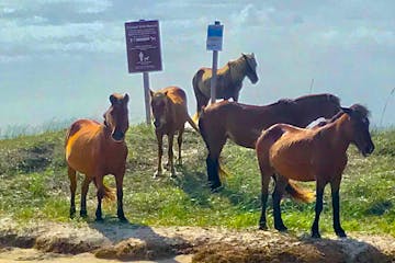 wild horses near signs on beach