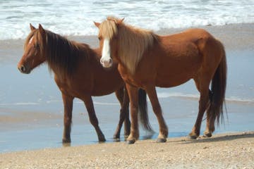 wild horses on beach