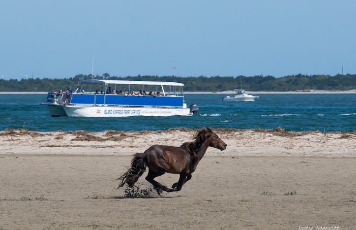 Corolla Wild Horse Tours Outer Banks