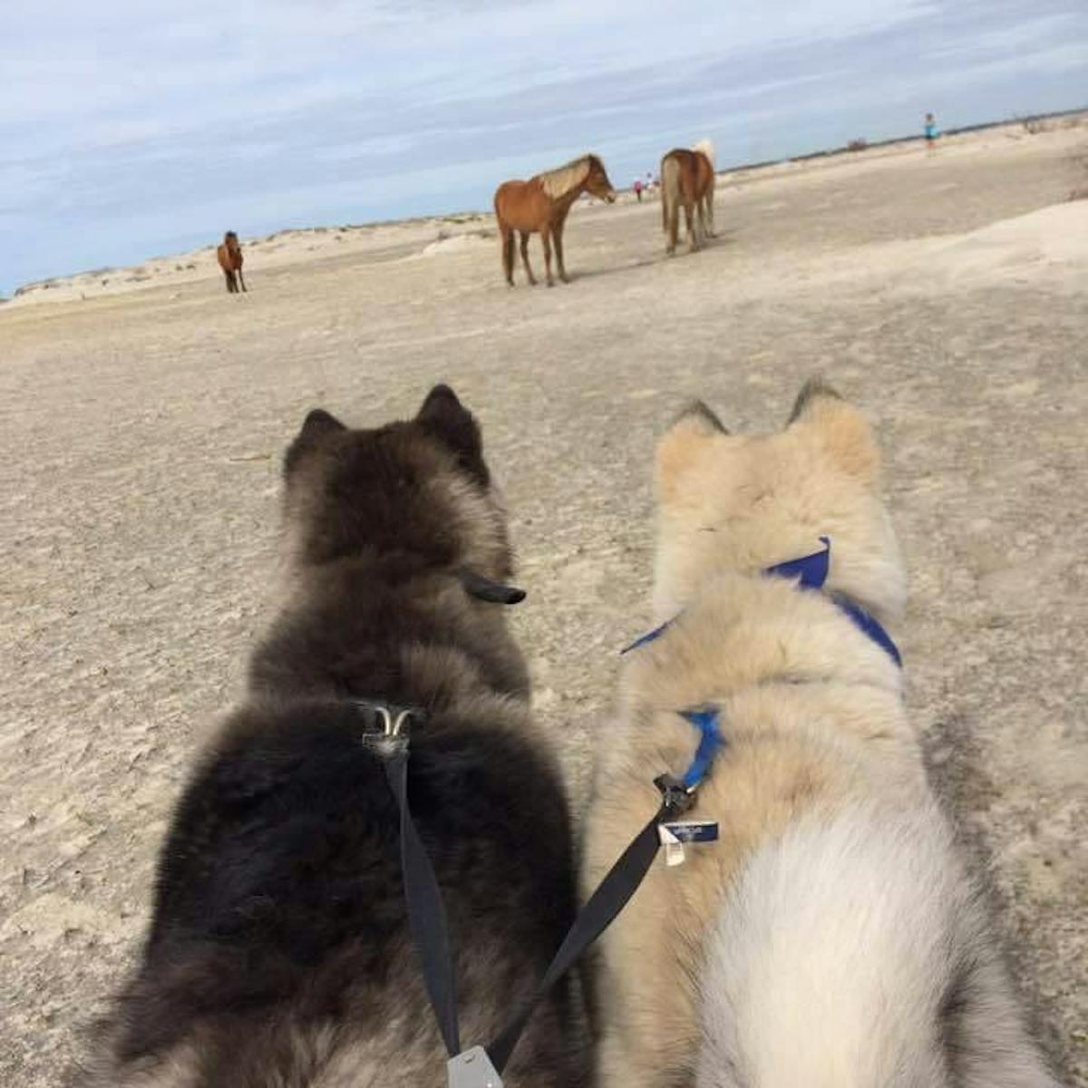 dogs on beach with wild horses
