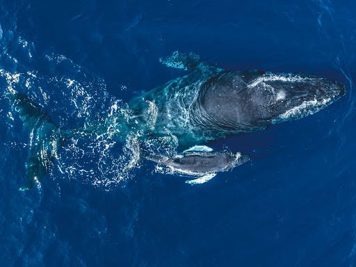 is whale watching in maui worth it