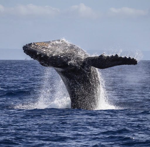whale watching maui february