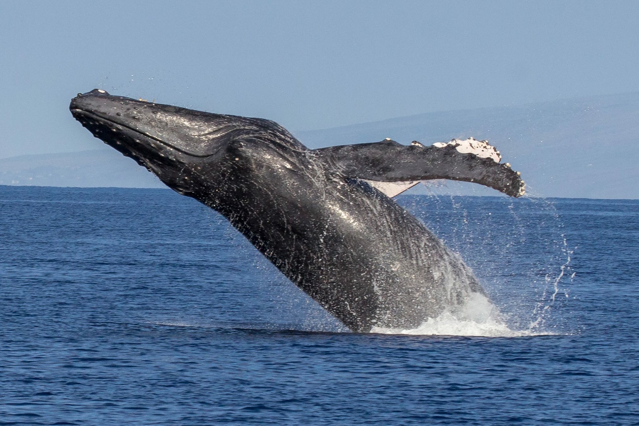 Whale Watching in Hawaii | Marriott Bonvoy Traveler