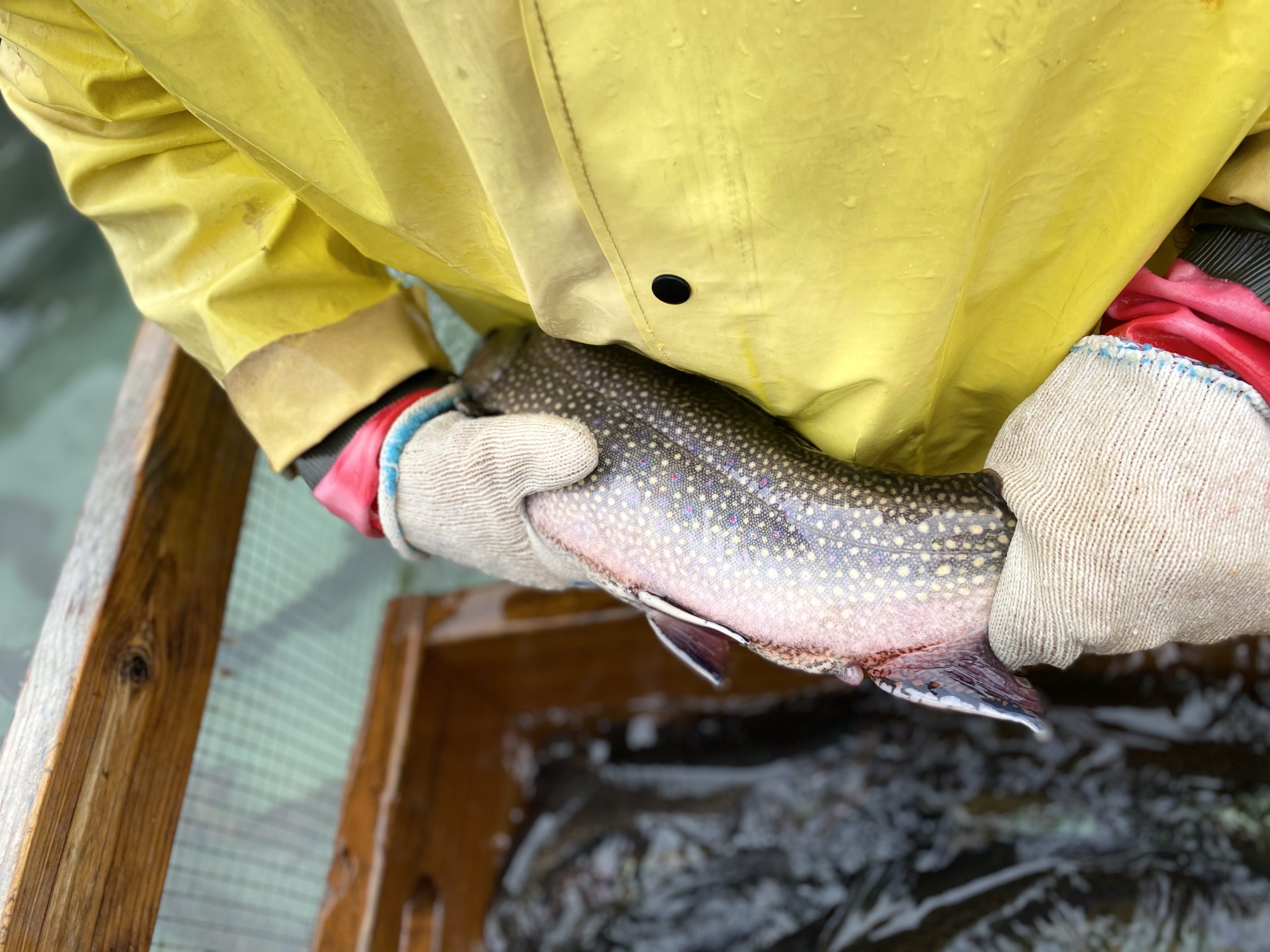 brook trout eggs for sale