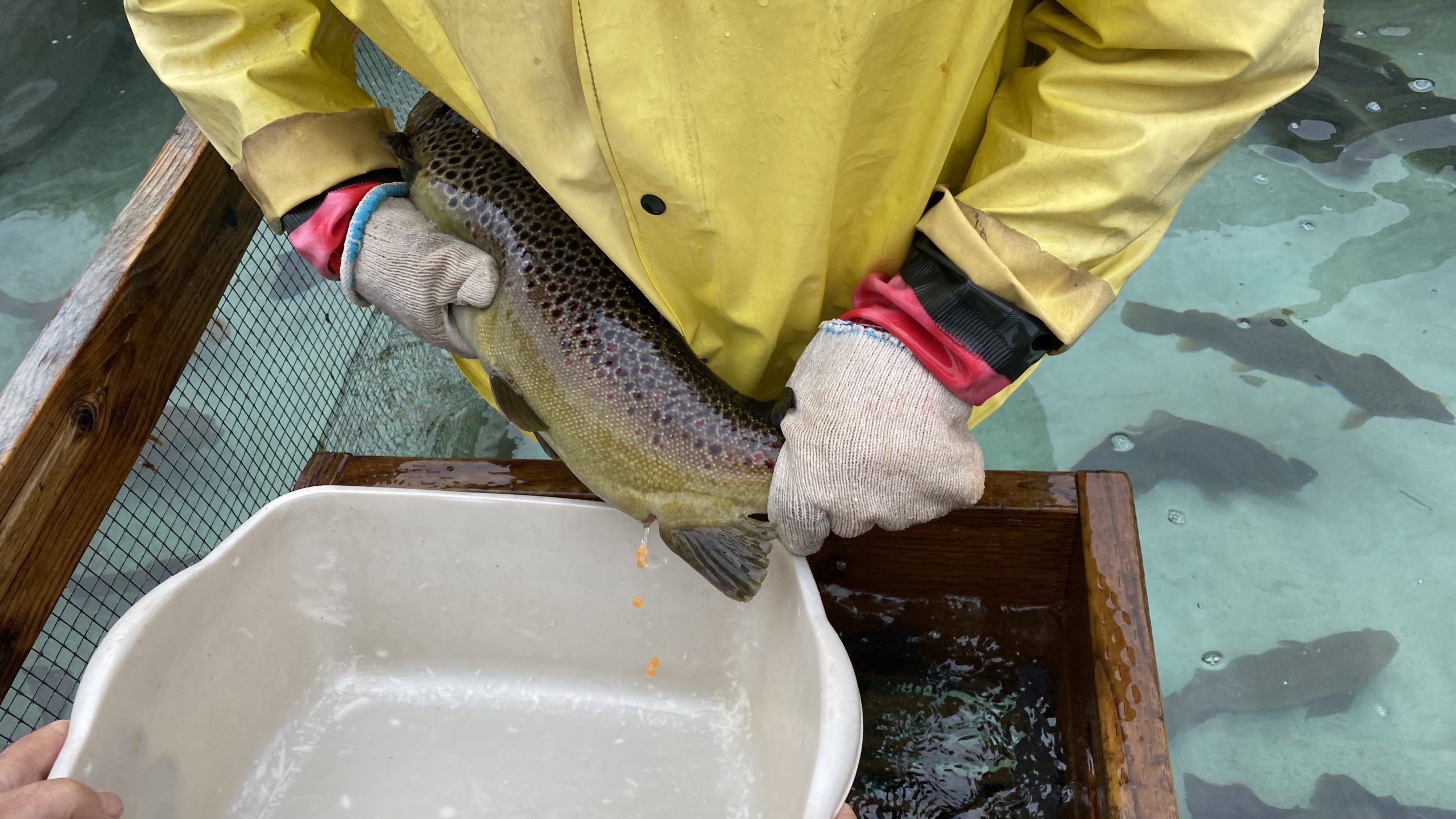 rainbow trout eggs for sale