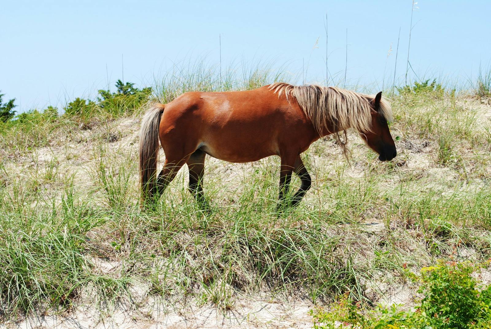 Shackleford Wild Horse and Shelling Safari | Wild Horse Tours