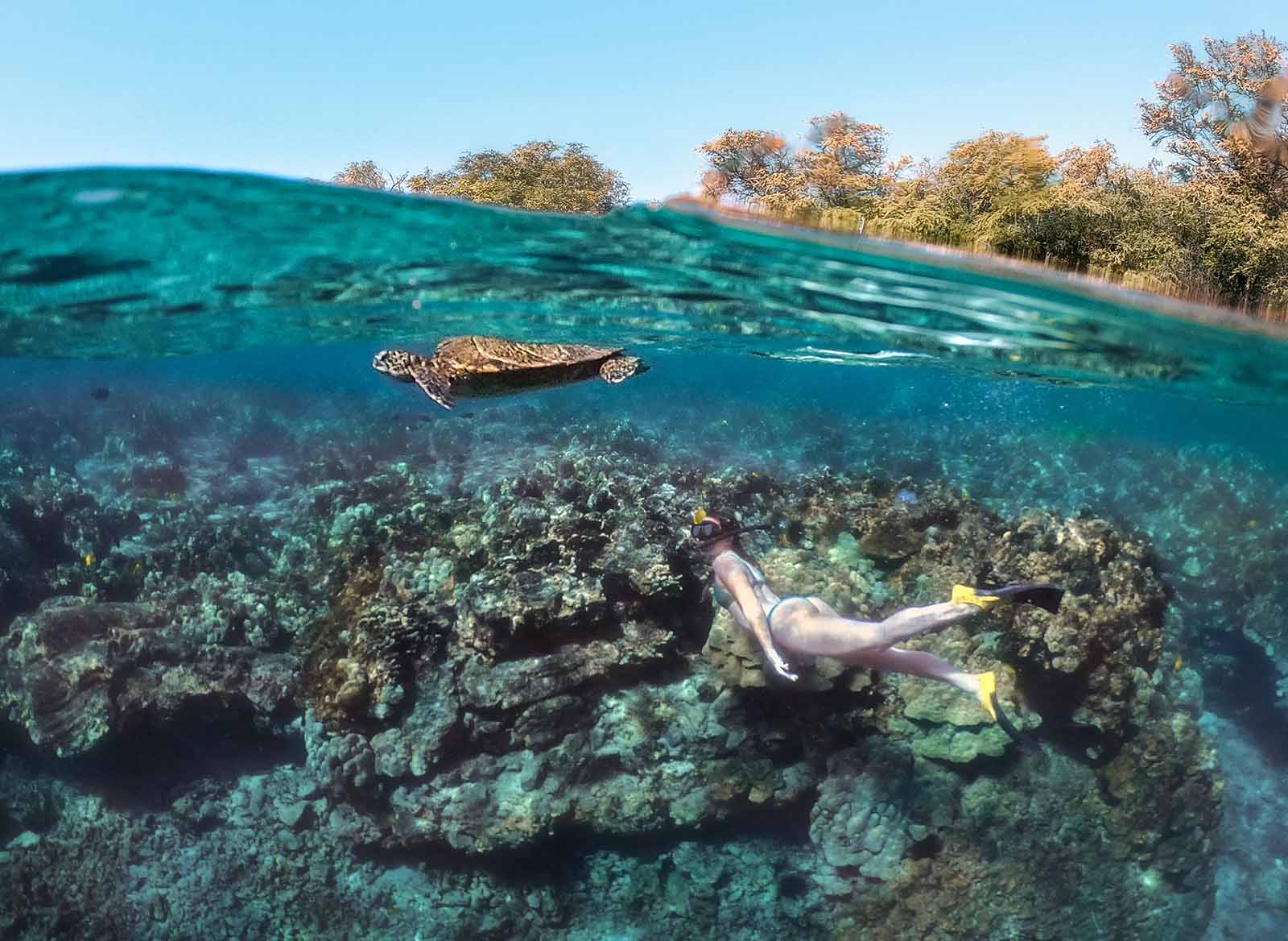 Snorkeler finds a turtle in Hawaii's beautiful waters