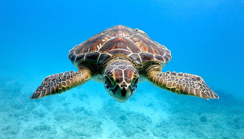 baby green sea turtle swimming in Hawaii