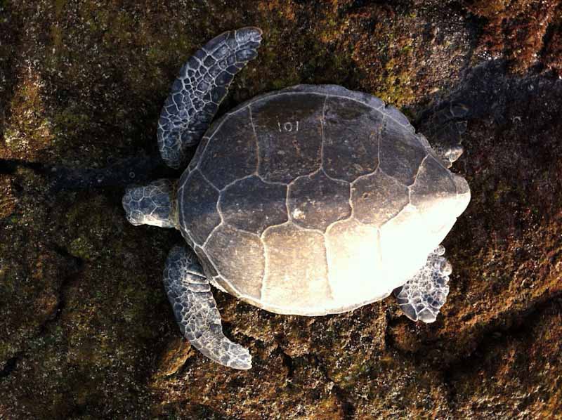 Green sea turtle resting on shore kaloko park