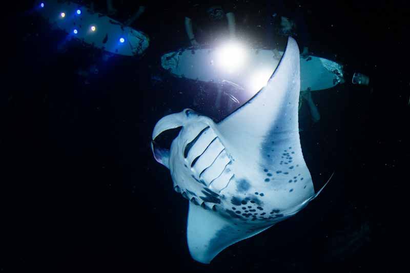 Manta Ray night snorkel