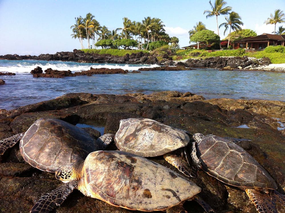 Best Turtle Beach big Island