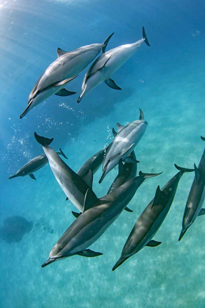swim with dolphins Kona Snorkel Trips
