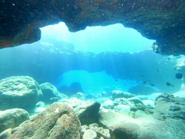 underwater view of a coral