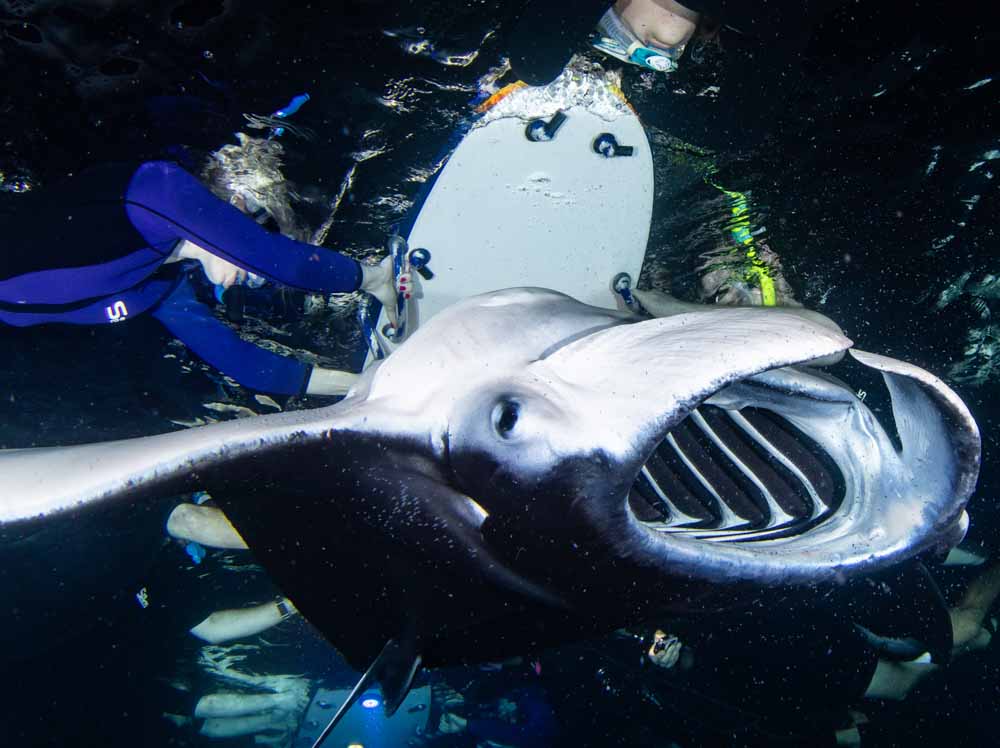 Manta Ray Snorkel Kona Hawaii