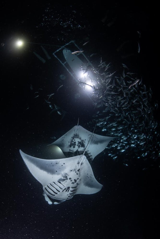 manta rays circle under some snorkelers at night with fish above