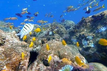 many fish school on rocky reef in yellows and with and black stripe colors