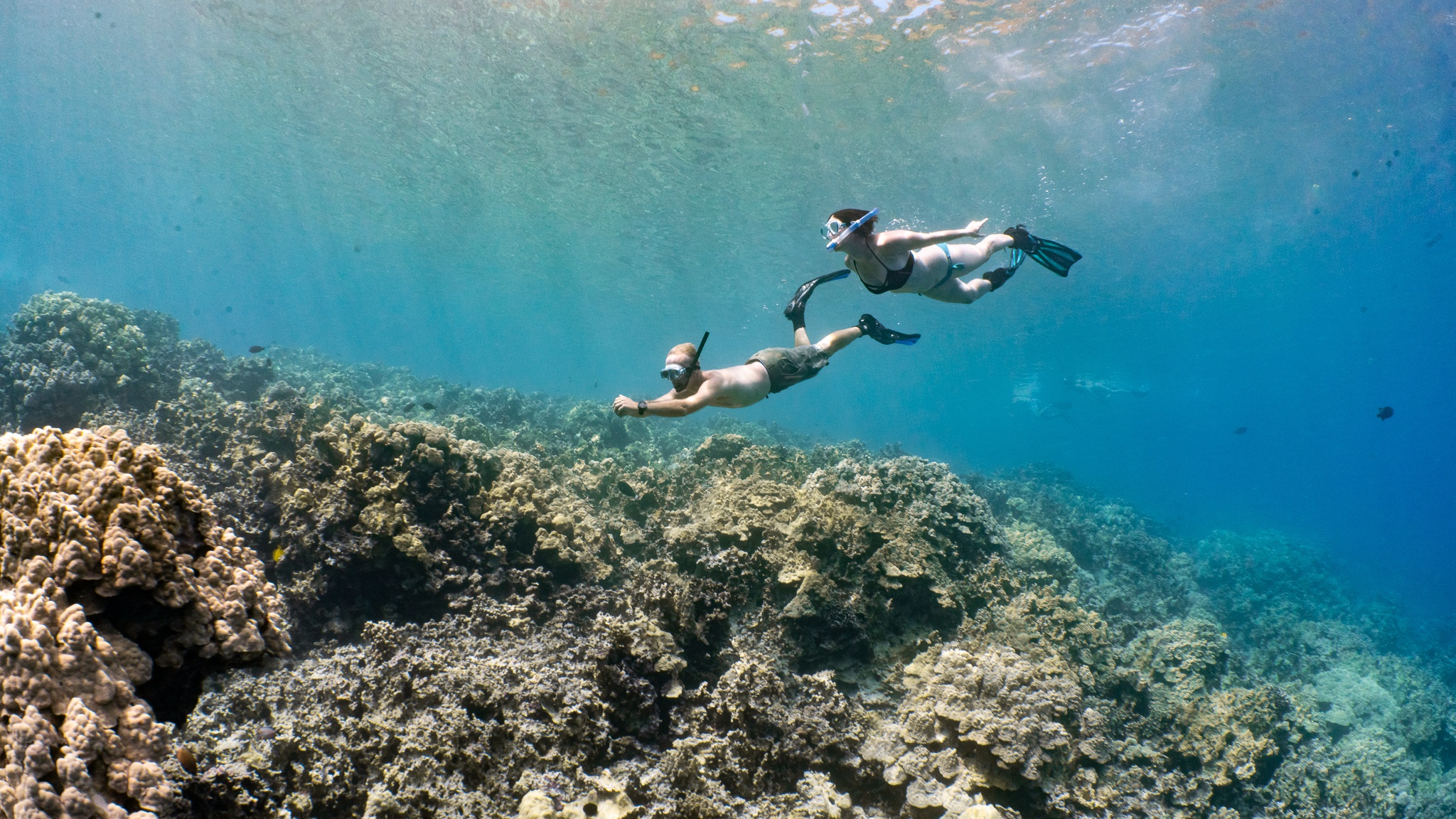 2 snorkelers fly through the ocean over a golden reef