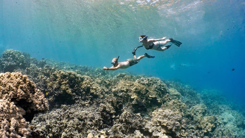 2 snorkelers fly through the ocean over a golden reef