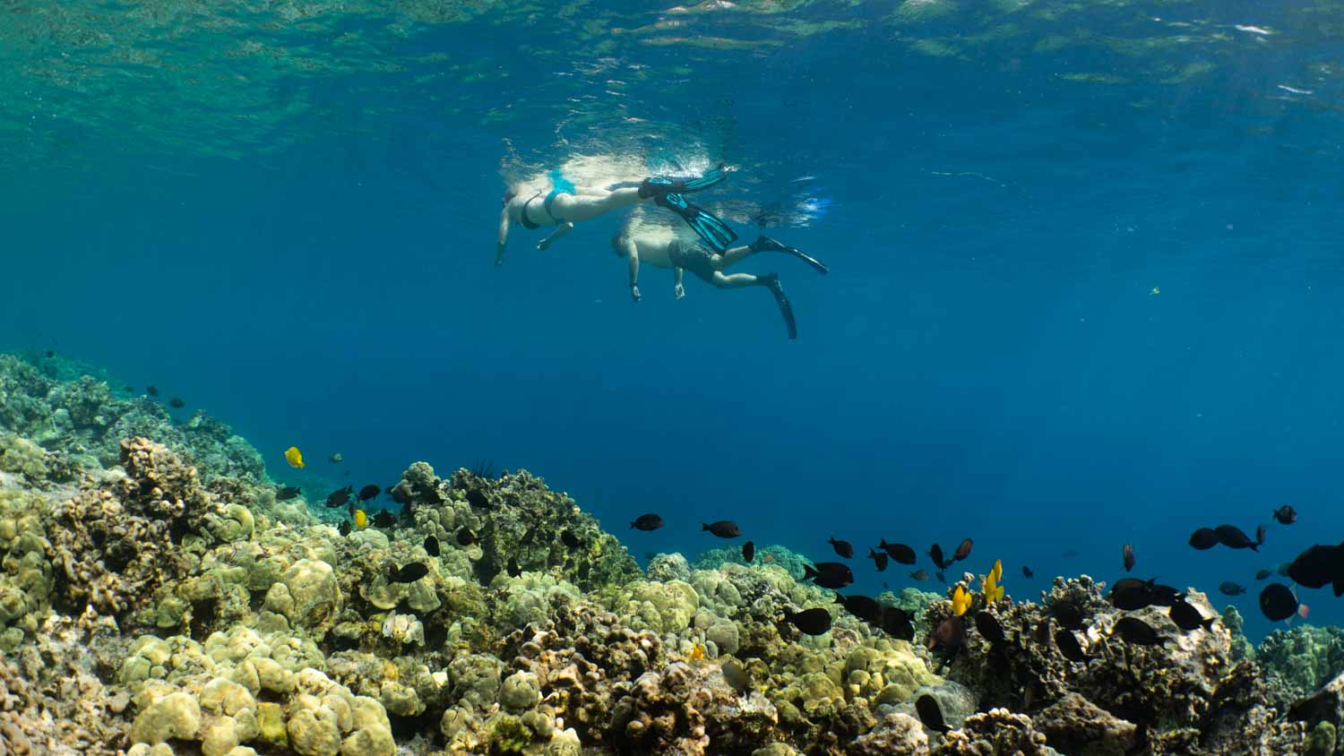 a couple floats on the surface of the ocean with reef and fish below