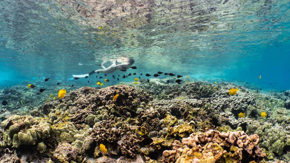 woman snorkeling over beautiful tropical reef with fish swimming in the foreground