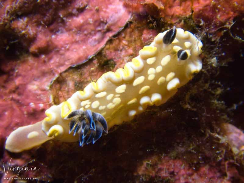 a close up of a colorful nudibranch sea slug on reef rock