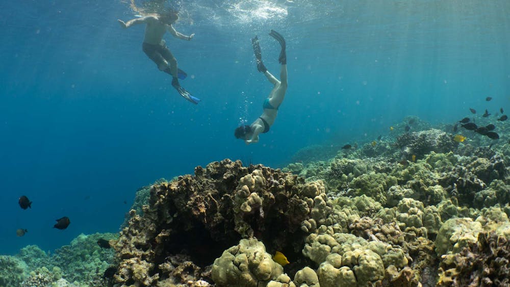 a woman dives down towards the coral reef as a man floats on the surface looking on