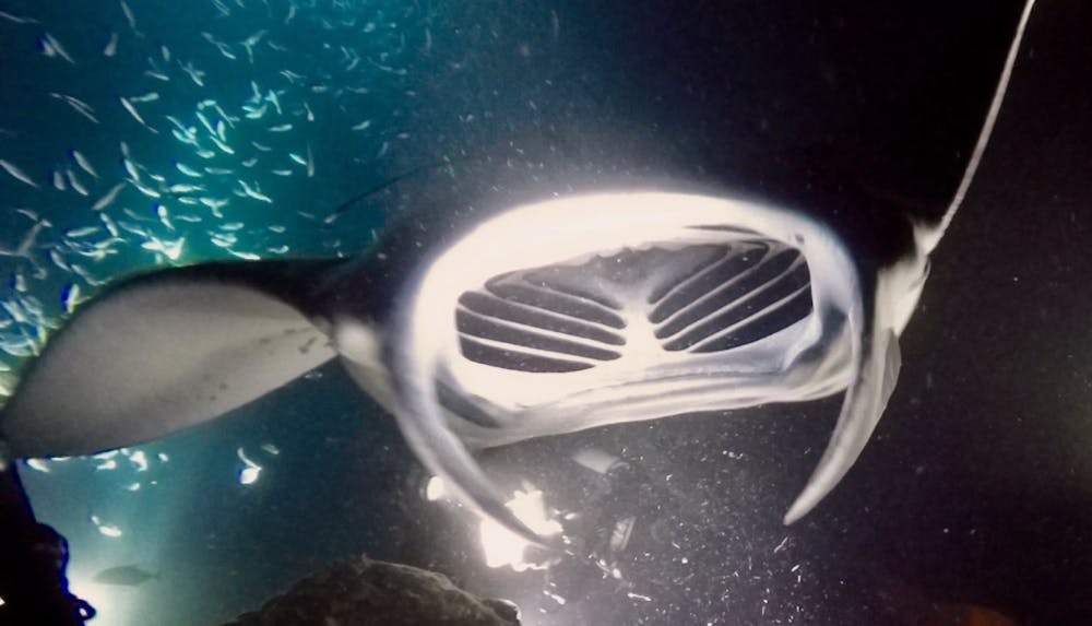 a manta ray swims directly at you mouth agape