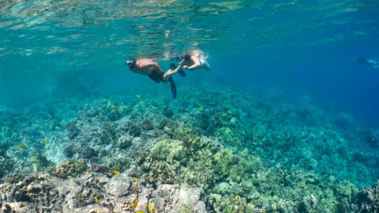 Is Kona Good for Snorkeling? | Kona Snorkel Trips