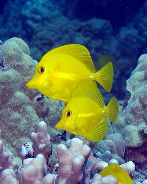 2 yellow tangs swim above a coral reef once being a juvenile