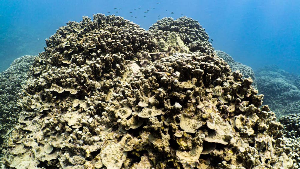 healthy coral reef