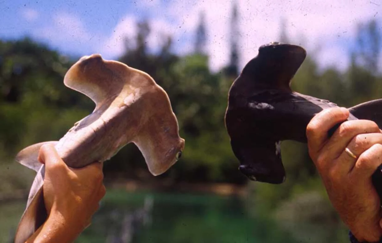 two juvenile hammerhead sharks held up out of water by two human hands