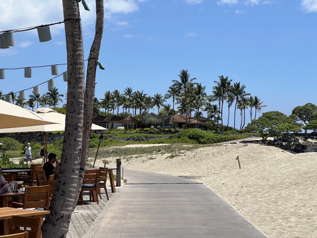 a bench next to a palm tree