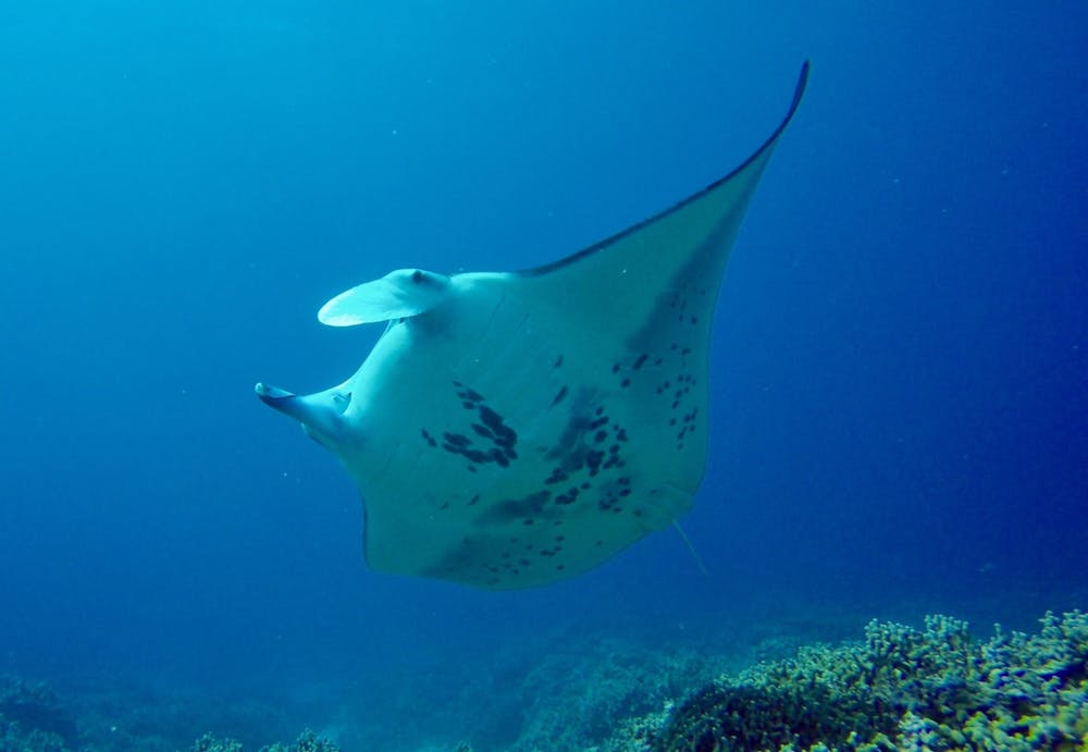 a manta ray swimming under water