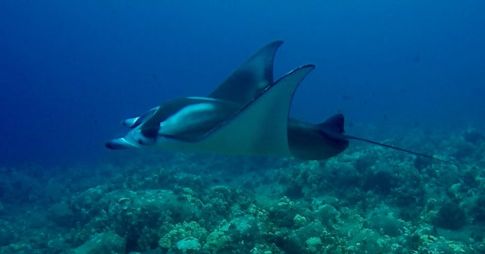Manta rays form close friendships, shattering misconceptions