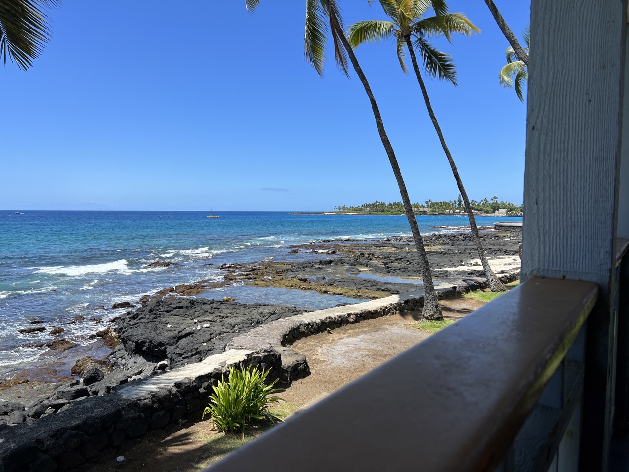 a beach with palm trees and a body of water