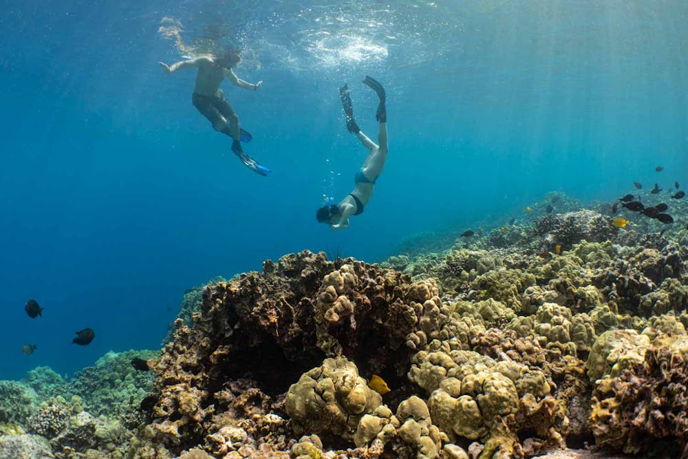 two snorkelers in tropical waters. One is diving underwater while the other watches from the surface. Coral and reef fish are around.
